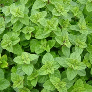 Oregano (Origanum vulgare)