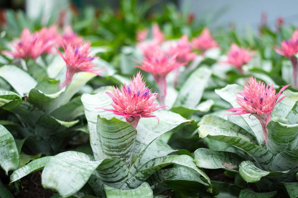 Aechmea (Aechmea)