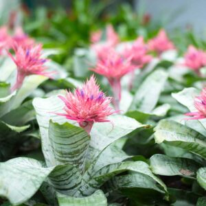 Aechmea (Aechmea)