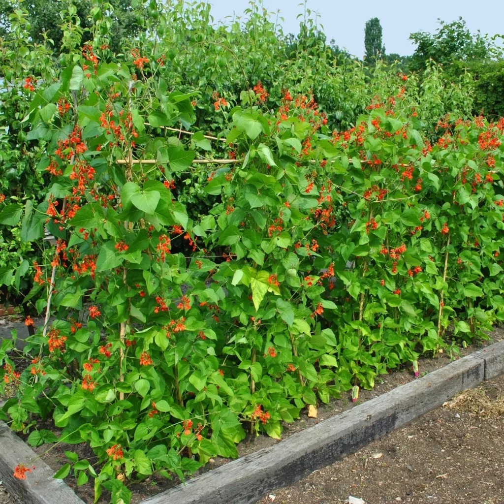 Feuerbohne (Phaseolus coccineus)