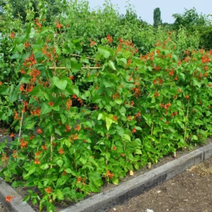 Feuerbohne (Phaseolus coccineus)
