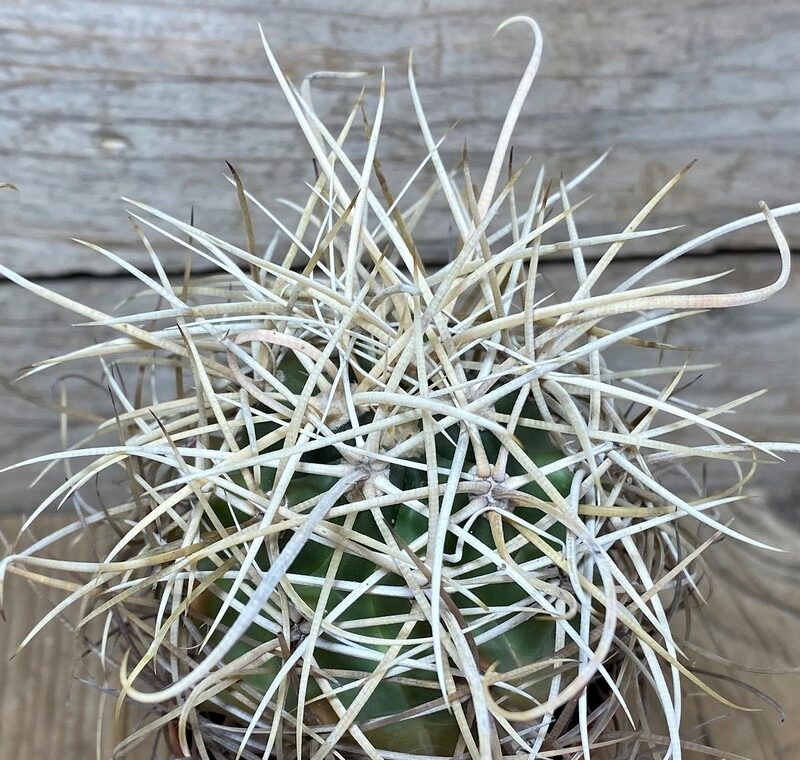 Ferocactus acanthodes