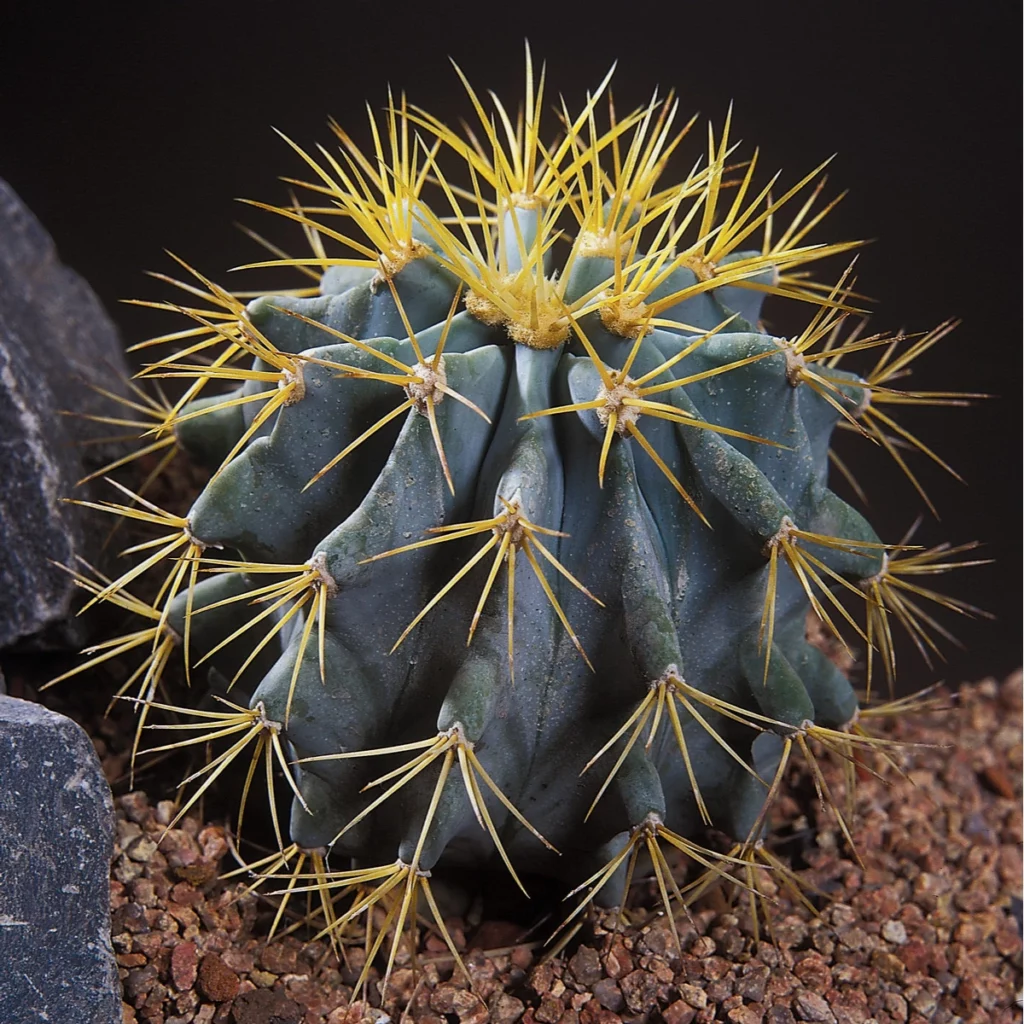 Ferocactus histrix