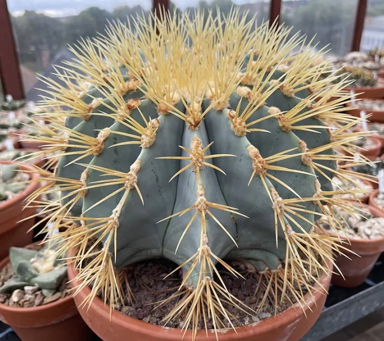 Ferocactus glaucescens