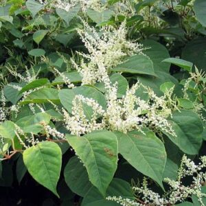 Japanknöterich (Fallopia spp.)