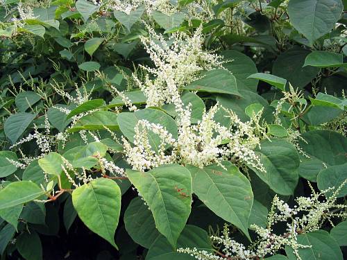 Japanknöterich (Fallopia spp.)
