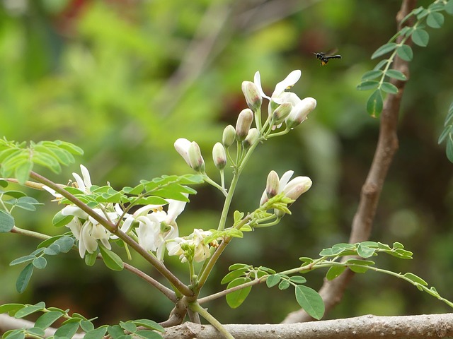 Moringa (Moringa oleifera)