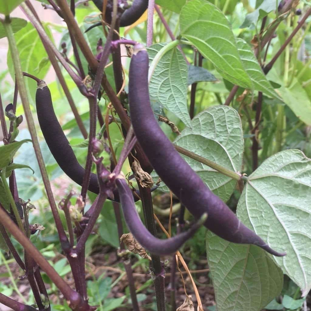 Phaseolus coccineus 'Royal Burgundy'