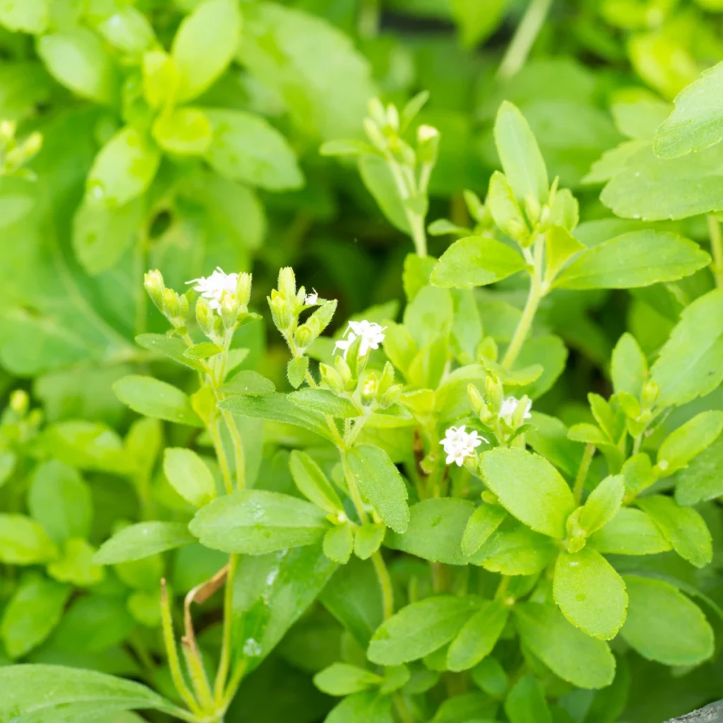 Stevia (Stevia rebaudiana)