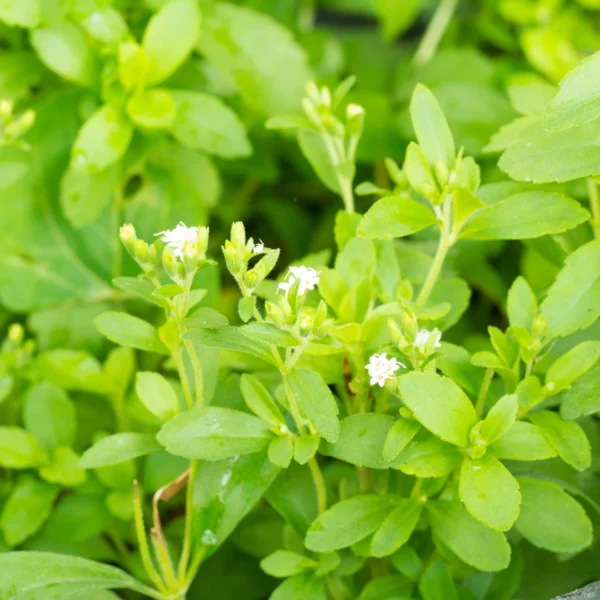 Blühende Stevia-Pflanze (Stevia rebaudiana) mit hellgrünen Blättern und kleinen weißen Blüten in Nahaufnahme