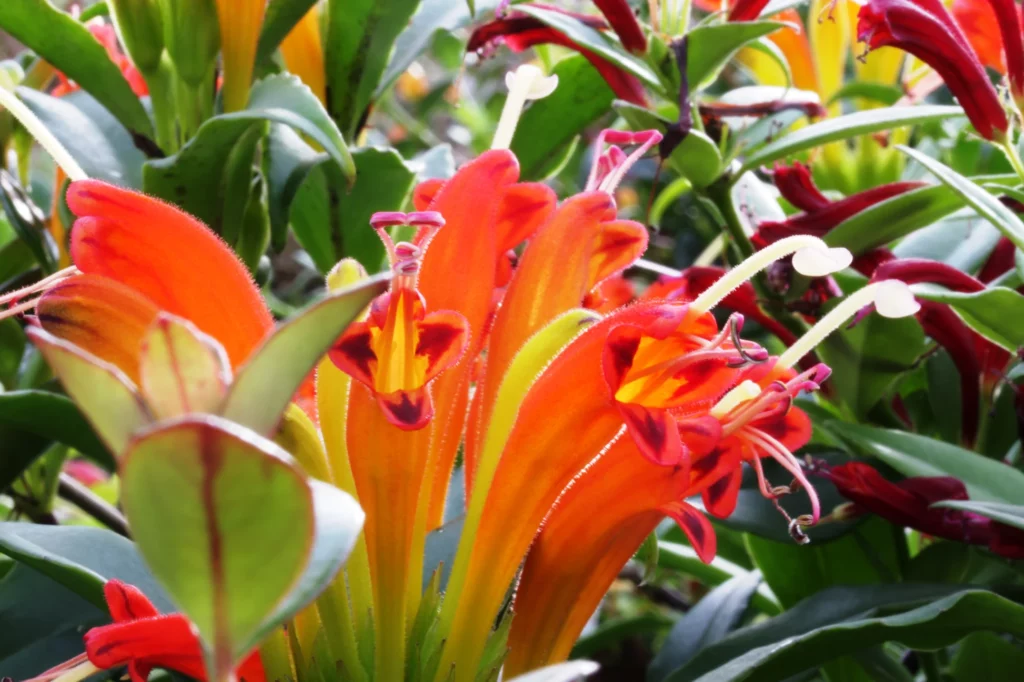 Aeschynanthus speciosus