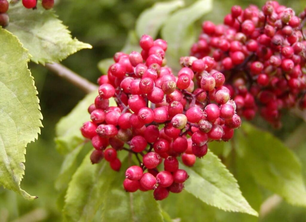 Roter Holunder (Sambucus racemosa)