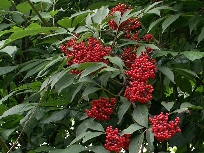 Roter Holunder (Sambucus racemosa)