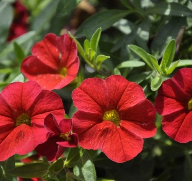 Calibrachoa mit kleinen roten Blüten, umgangssprachlich auch Mini-Petunie genannt.