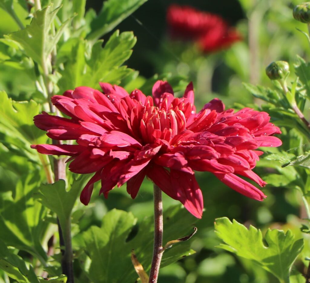 Chrysanthemum 'Vesuv'