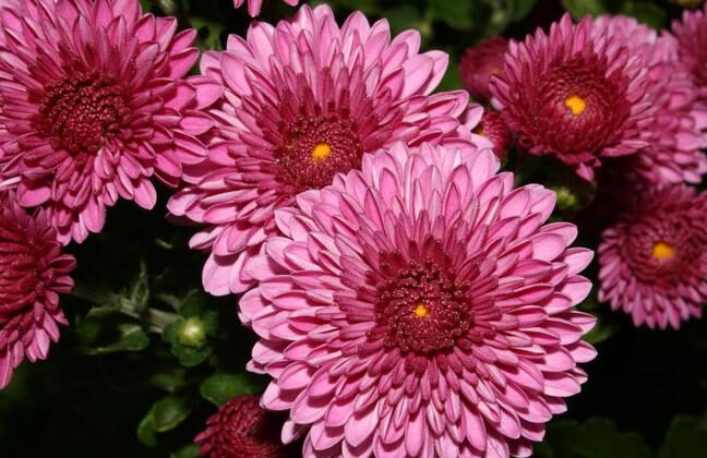 Chrysantheme (Chrysanthemum)