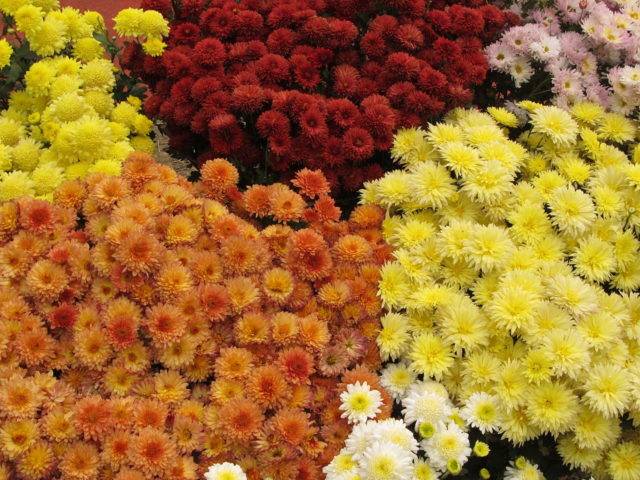Indische Chrysantheme (Chrysanthemum indicum)