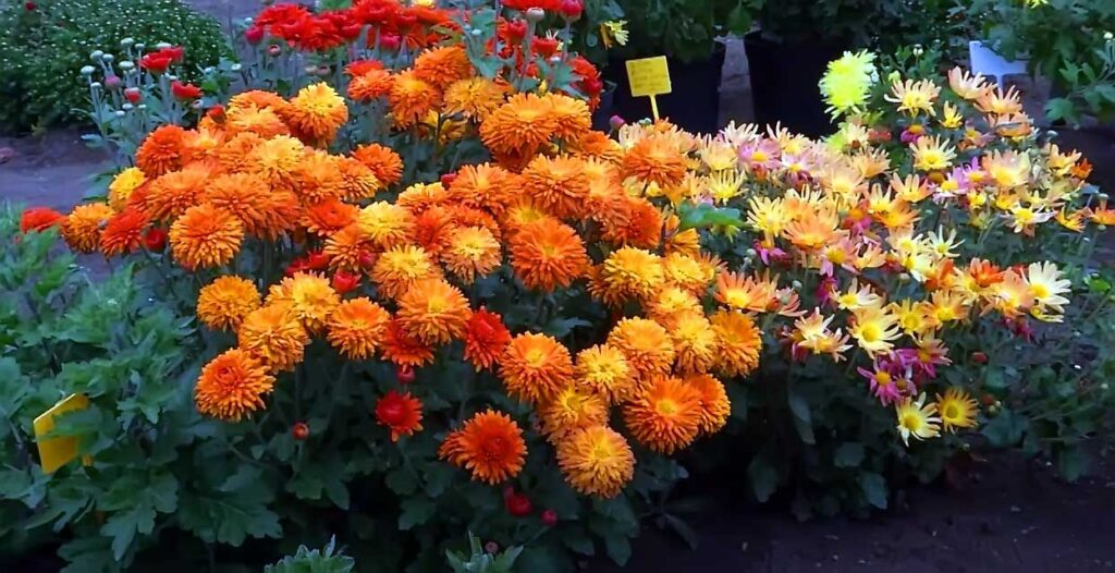 Koreanische Chrysantheme (Chrysanthemum koreanum)