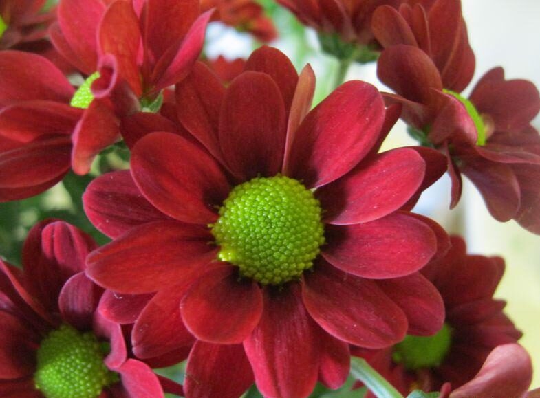 Großblumige Chrysantheme (Chrysanthemum × grandiflorum)