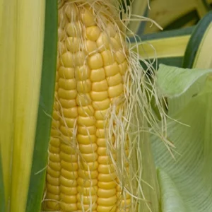 Zuckermais (Zea mays convar. saccharata)