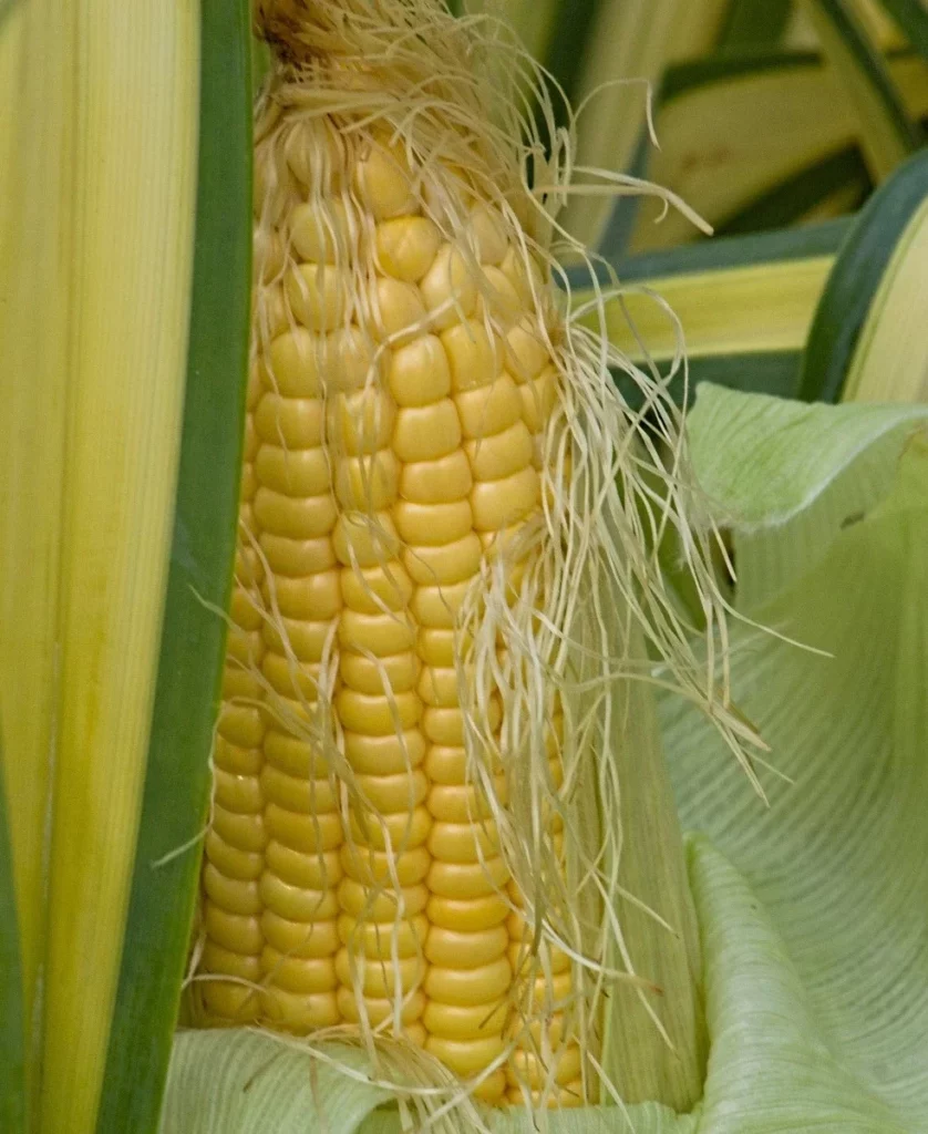 Zuckermais (Zea mays convar. saccharata)