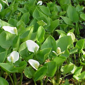 Sumpf-Schlangenwurz (Calla palustris)