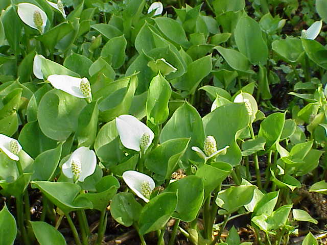 Sumpf-Schlangenwurz (Calla palustris)