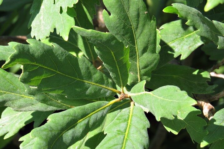 Turners Eiche (Quercus × turneri 'Pseudoturneri')