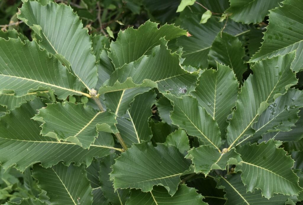 Armenische Eiche (Quercus pontica)