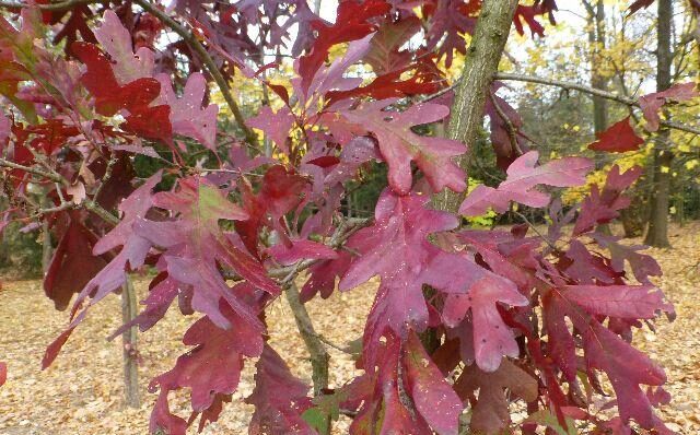 Weißeiche (Quercus alba)