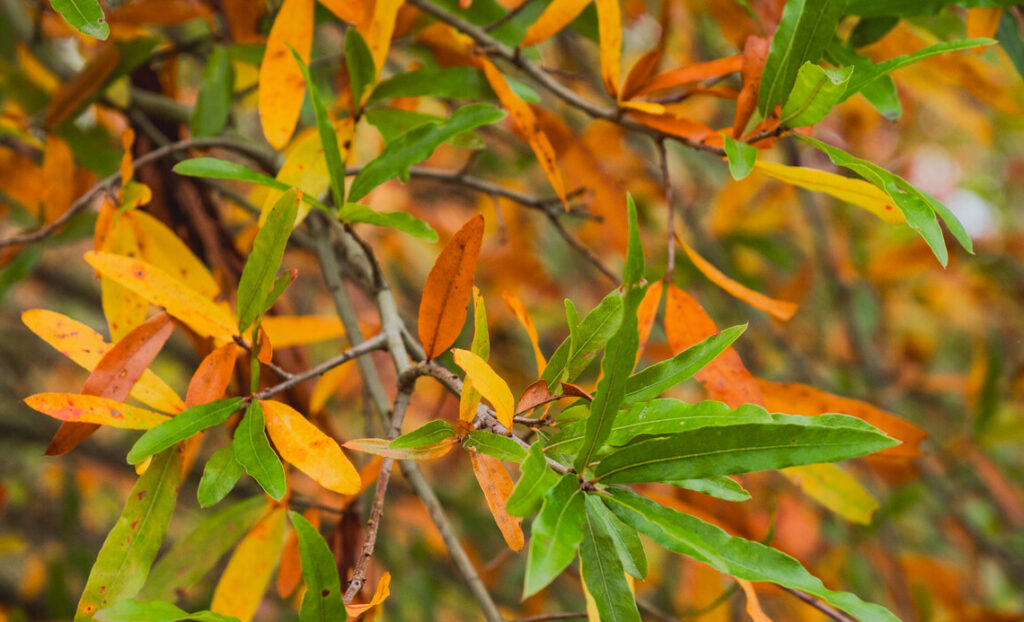Weideneiche (Quercus phellos)