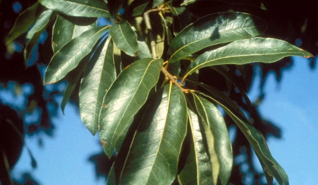 Schindeleiche (Quercus imbricaria)