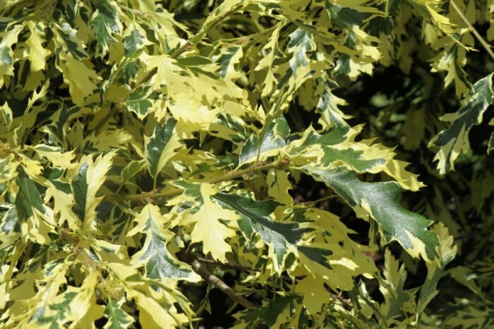 Zerreiche (Quercus cerris)