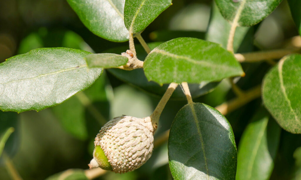 Steineiche (Quercus ilex)