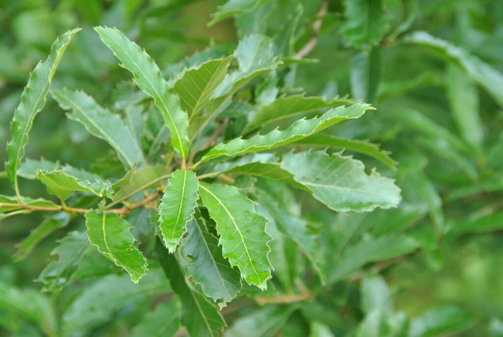 Kastanieneiche (Quercus castaneifolia)