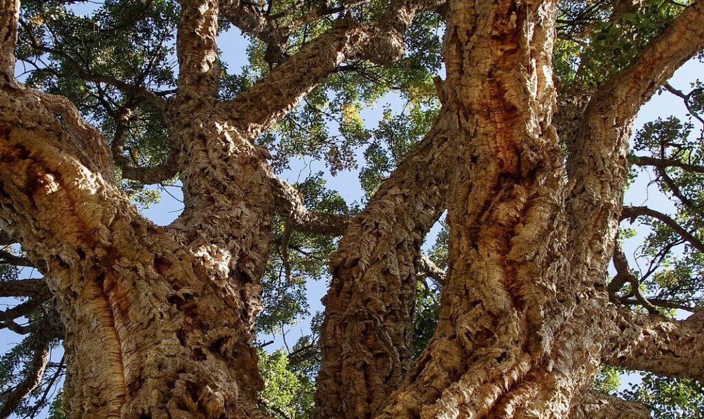 Korkeiche (Quercus suber)