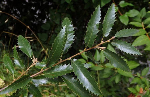 Libanonische Eiche (Quercus libani)