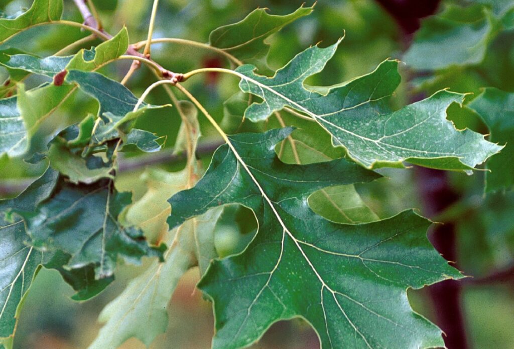 Schwarzeiche (Quercus velutina)