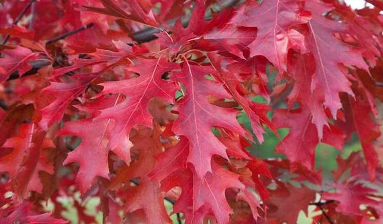 Scharlacheiche (Quercus coccinea)