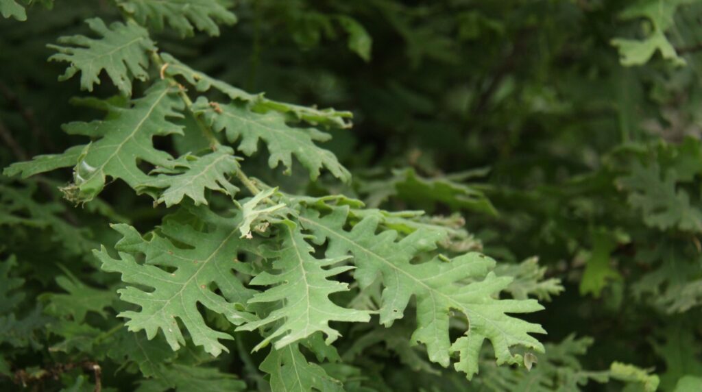 Ungarische Eiche (Quercus frainetto)