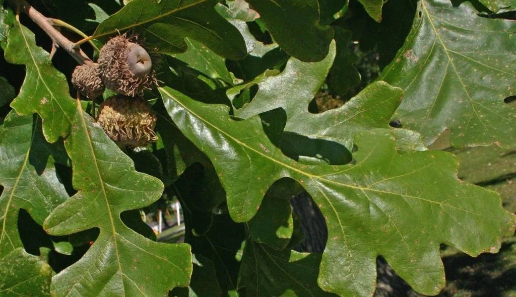 Großblütige Eiche (Quercus macranthera)