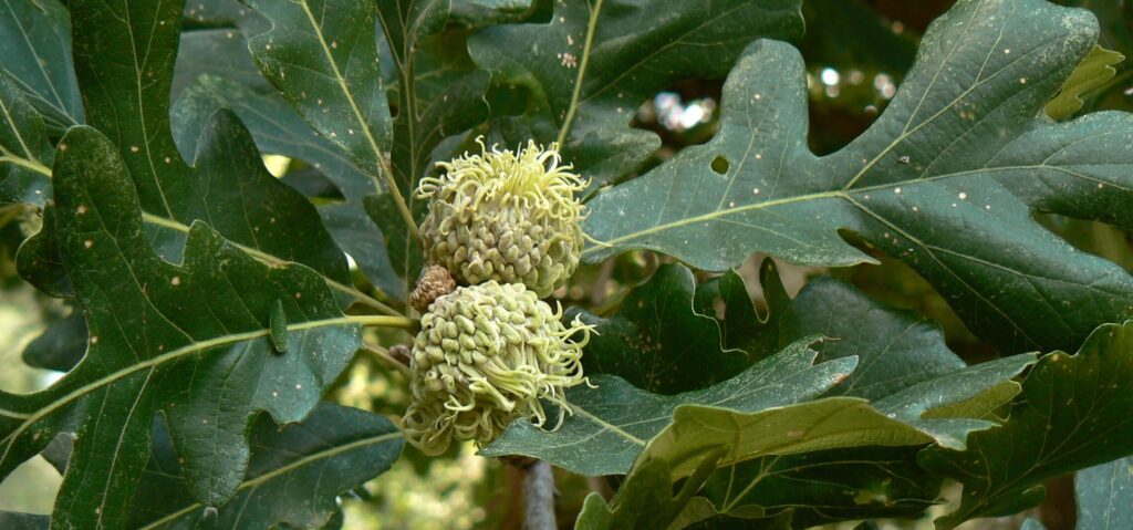 Burr Oak (Quercus macrocarpa)