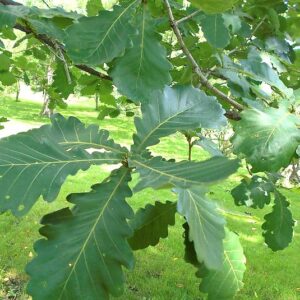 Japanische Kaisereiche (Quercus dentata) — große, buchtig gelappte dunkelgrüne Blätter an einem sonnenbeschienenen Zweig