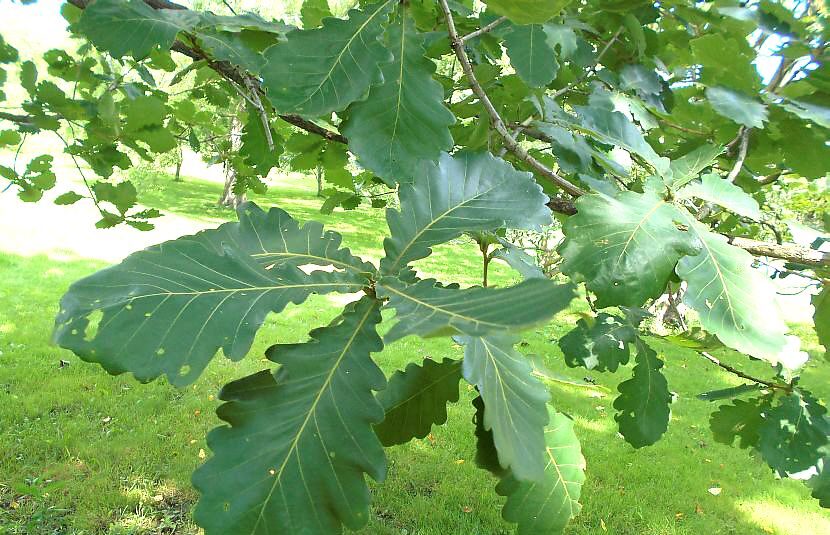 Kaiserliche japanische Eiche (Quercus dentata)