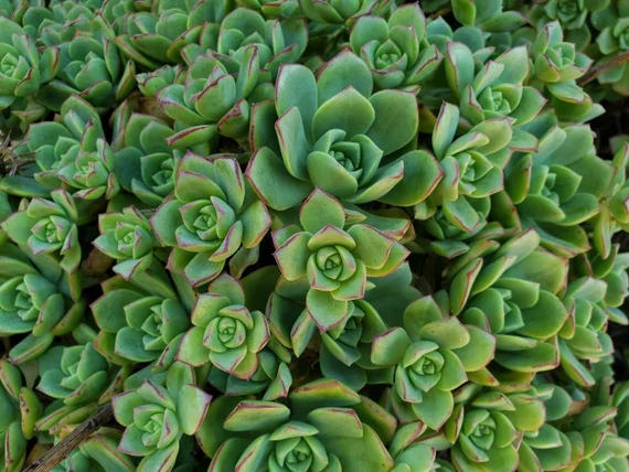 Haworths Aeonium (Aeonium haworthii)