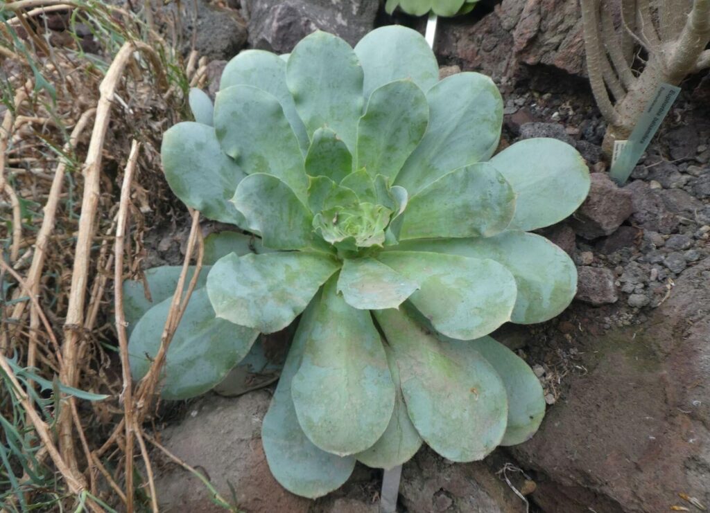 Kanarisches Aeonium (Aeonium canariense)