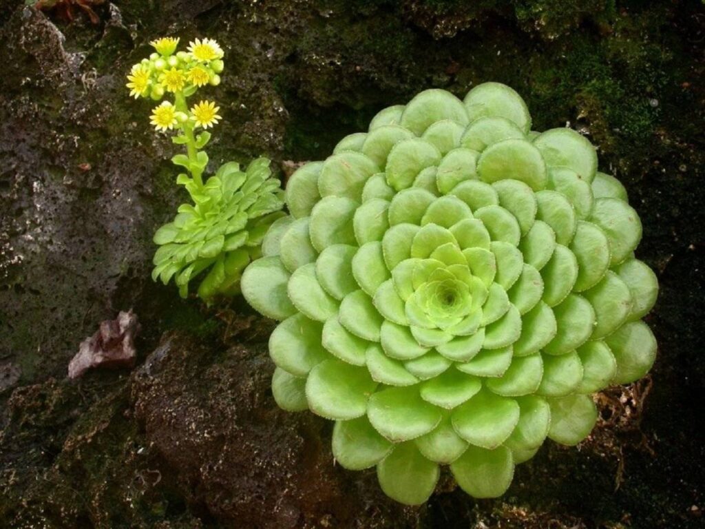 Tellerförmige Aeonium (Aeonium tabuliforme)