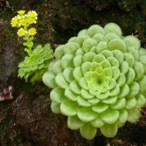 Tellerförmige Aeonium (Aeonium tabuliforme)