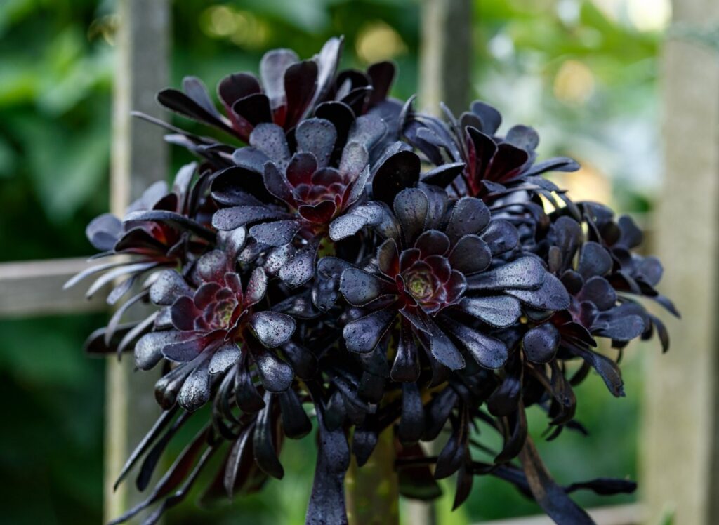 Baumförmige Aeonium (Aeonium arboreum)
