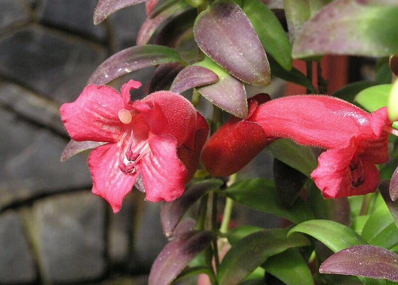 Eschynantus (Aeschynanthus)
